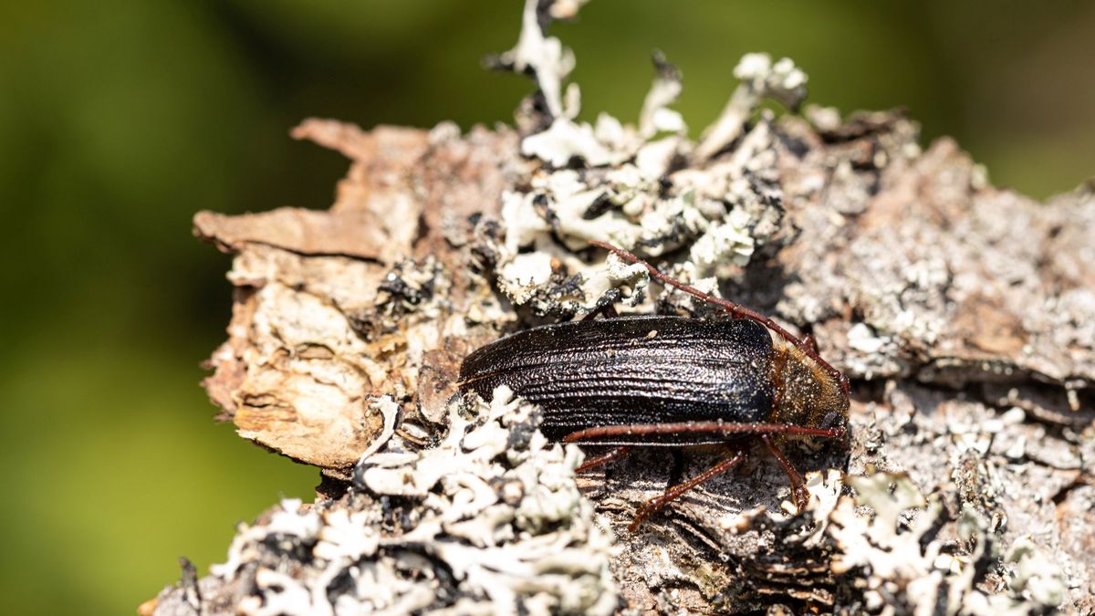 Modrému mauriciovi mezi brouky se na Šumavě daří